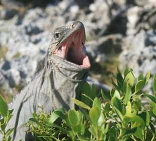 Leguan