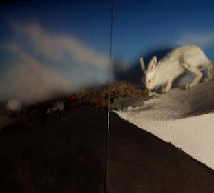 Muzeum Haus Alpine Naturschau