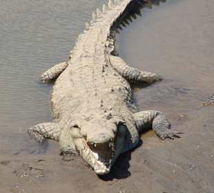 Krokodil am Rio Tarcoles