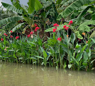 Blumen, Bananen und Kokosnüsse 
