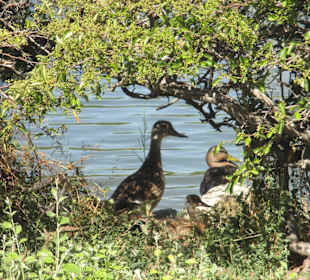 Patos junto al estanque