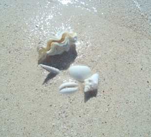 Giftun Inseln / Mahmya