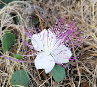 Wandern Side - Kumköy