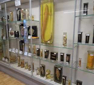 Präparatesammlung im Übersee-Museum