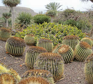 Kakteengarten Oasis Park