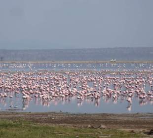 Flamingos soweit man sehen kann 