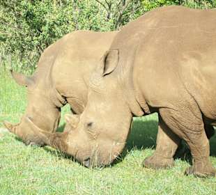 Nashornreservat