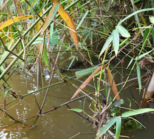 Ein kleines Krokodil