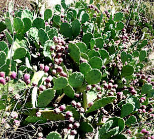 Naturschutzgebiet Du Mas Larrieu