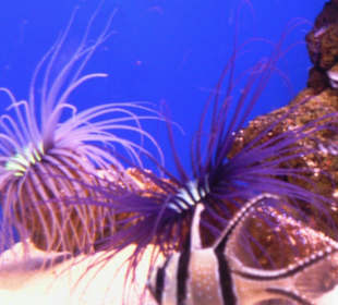 Palma Aquarium - 20 Gehminuten 