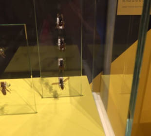 Museum Natur und Mensch