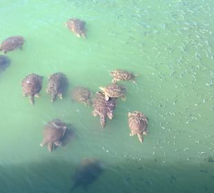 Stadtrundgang Evrenseki