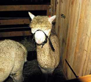 Tiere Lamas