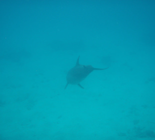 Das erlebt man nur mit Mohamed