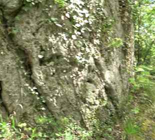 Wallersteiner Felsen