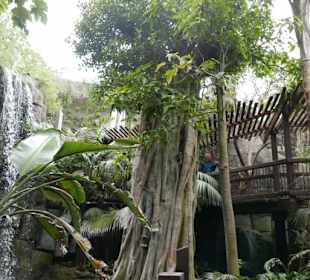 Bäume wie in Kambodscha