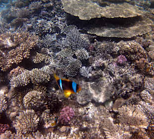 Nemo