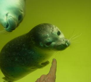Die Heuler im Pool in Norddeich