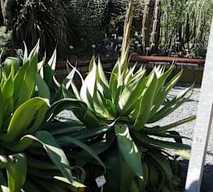 Botanischer Garten 