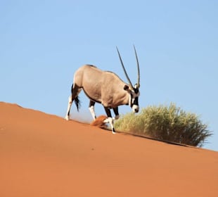 Oryx-Antilope beim Sossusvlei