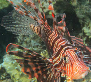 Rotfeuerfisch am Hausriff