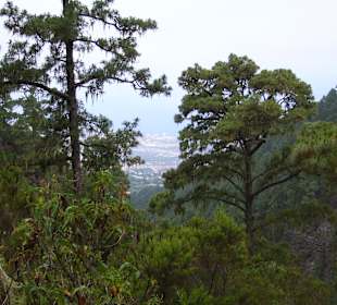Blick nach Puerto de la Cruz
