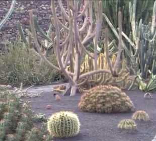 Jardín de Cactus