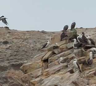 Ausflug Ballestas Inseln