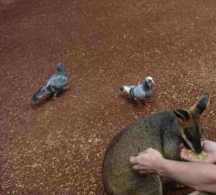 Feather Dale Wildlife Park