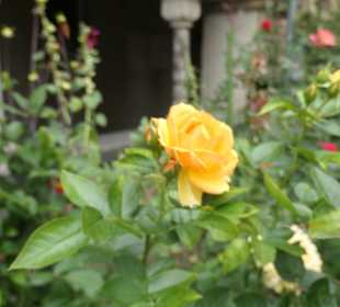 Entspannung im Kreuzgang von St. Maria im Kapitol