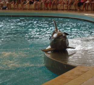 Delfin Show