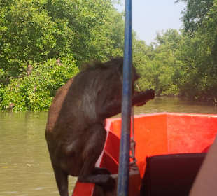 Bananesüchtige Makaken