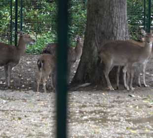 Tierpark