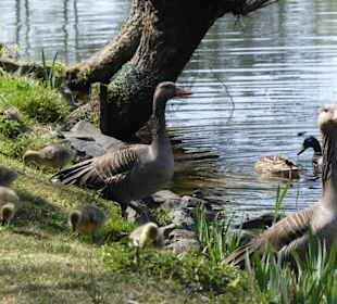 Nachwuchs im Tierreich