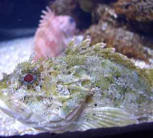 Aquarium in Playa de Palma