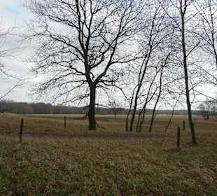 Naturschutzgebiet Boberger Niederung