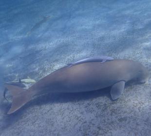 Schnorcheln Hurghada