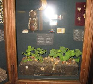 Naturhistorisches Museum