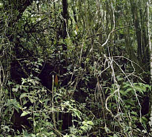 Nationalparl Cerro El Copey