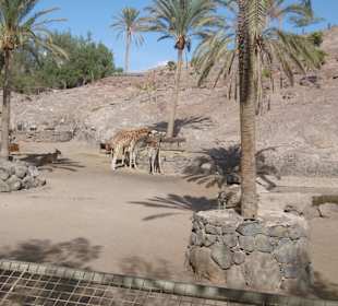 Oasis Park