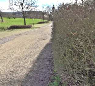 Gomaringer Rundweg - Zu den Giganten im Wald