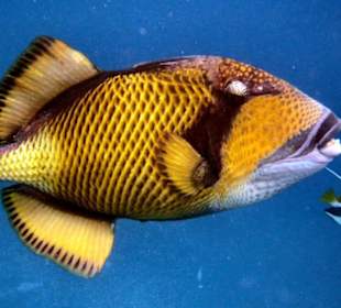 Riesendrueckerfisch Hausriff Embudu