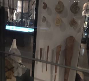 Museum für Naturkunde