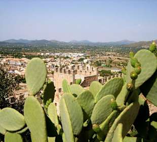 Kakteen auch auf der Burg