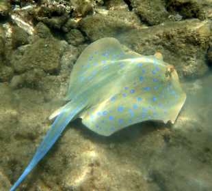 Blaupunktrochen am Hausriff
