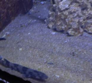 National Aquarium Malta