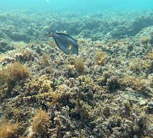 Schnorcheln Hurghada