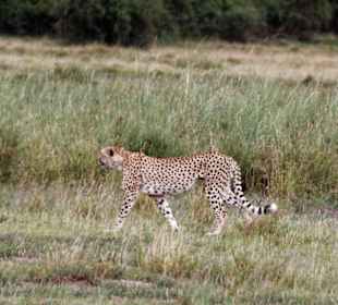 Gepard im Amboseli