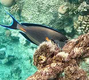 Delfinausflug mit Mo