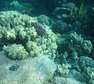 Verschiedene Korallen